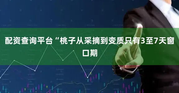 配资查询平台“桃子从采摘到变质只有3至7天窗口期